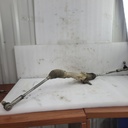 gear-assy-steering